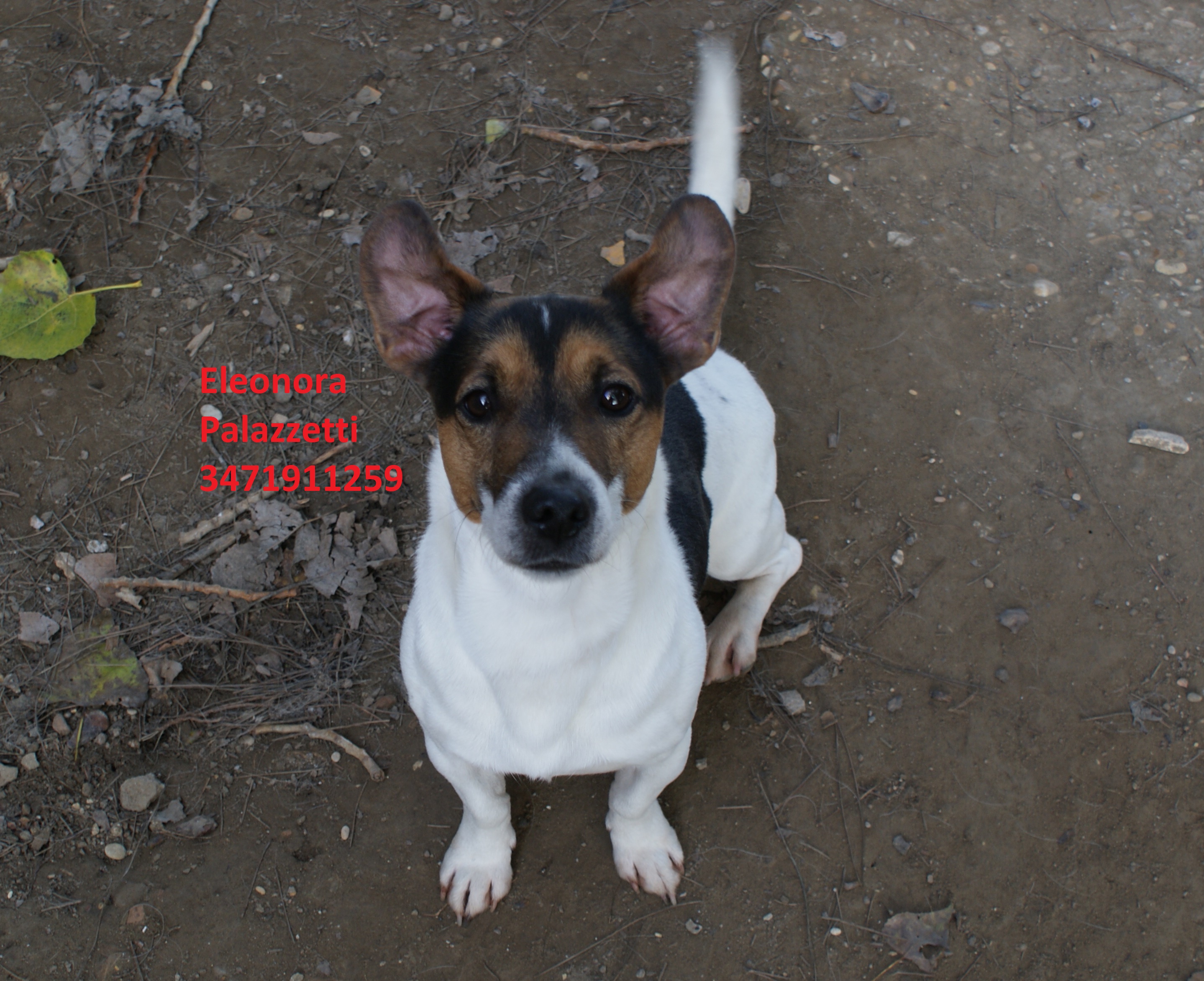 Chase 5.11.2020 n. 4