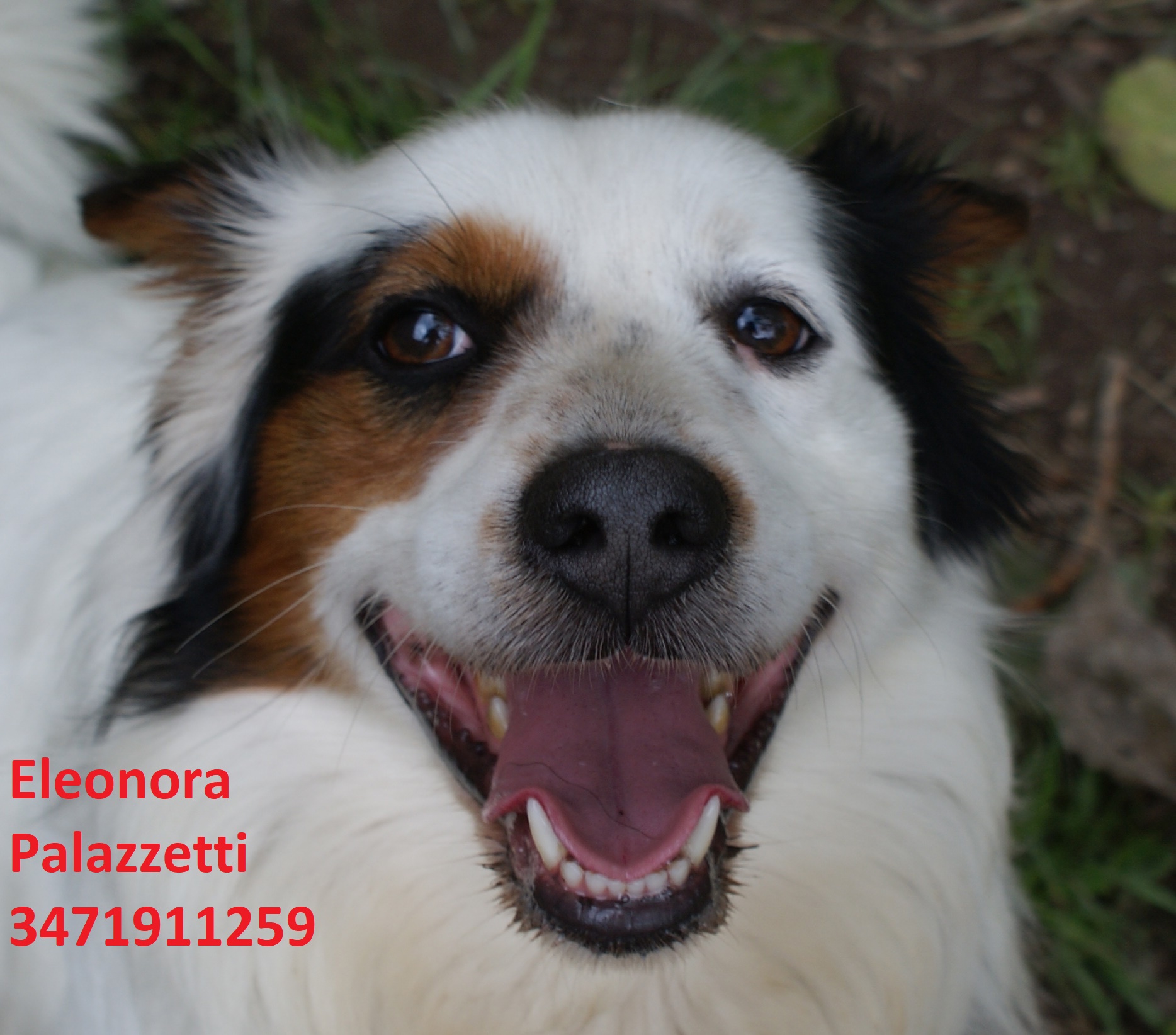 Corgi 31.5.2019 n. 6