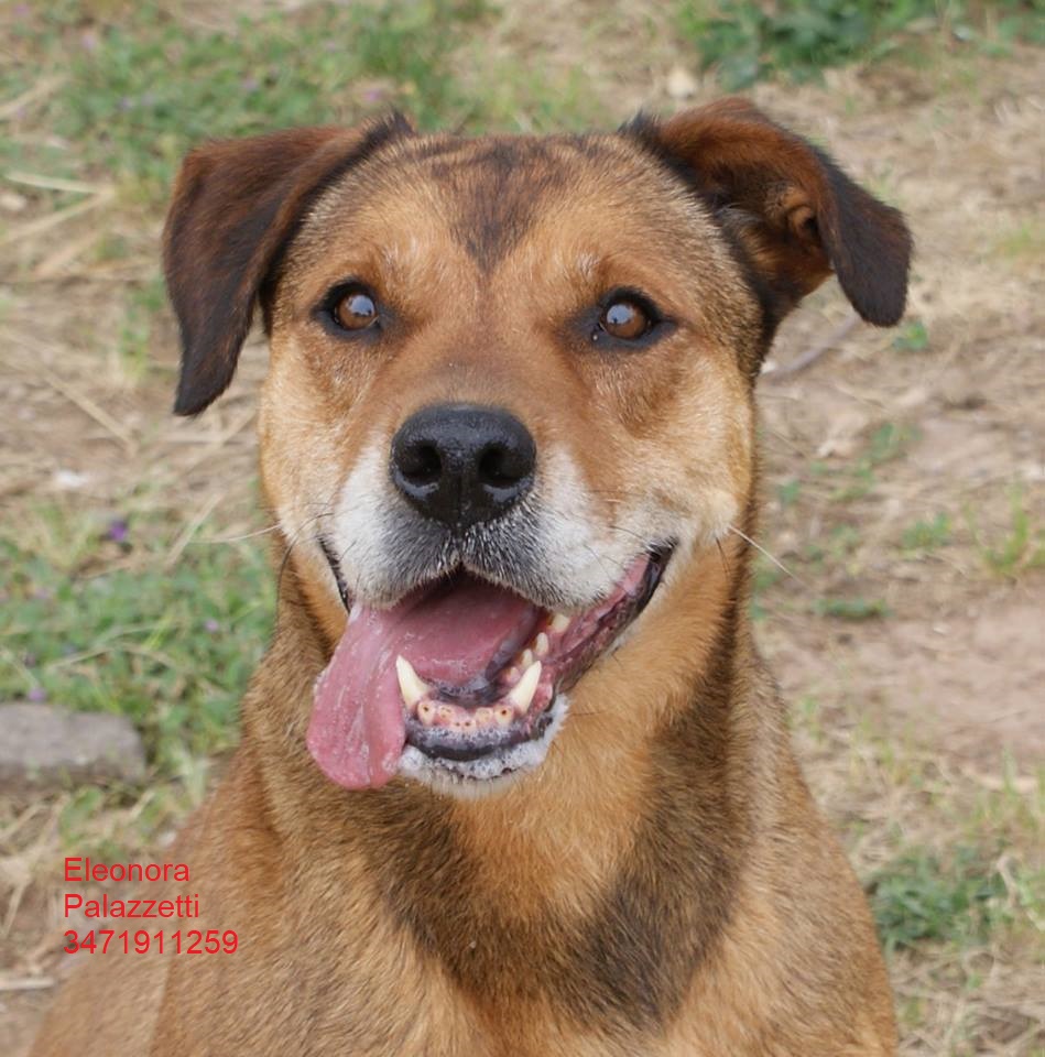 Joy 2