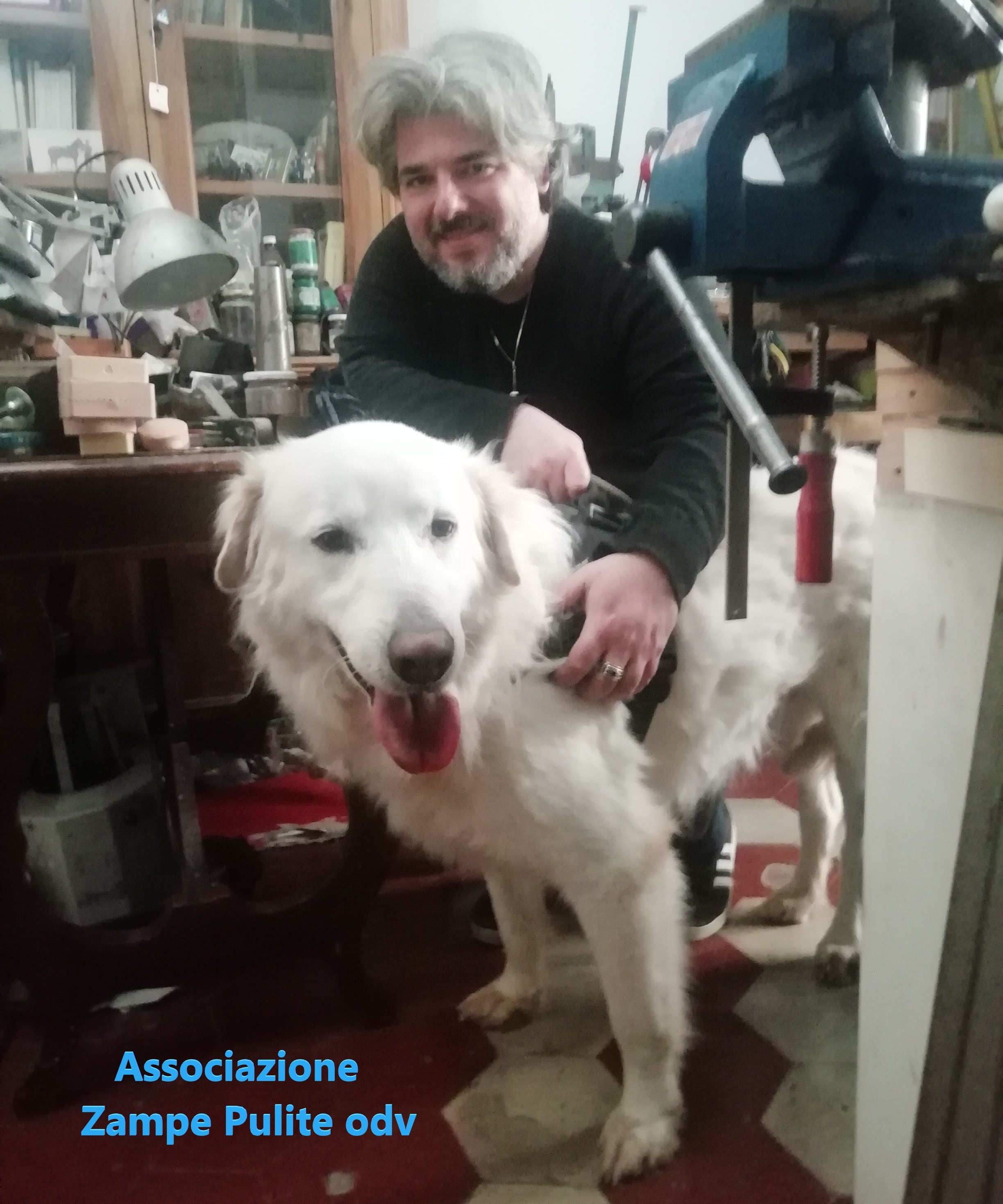 Laurito adottato n. 1x