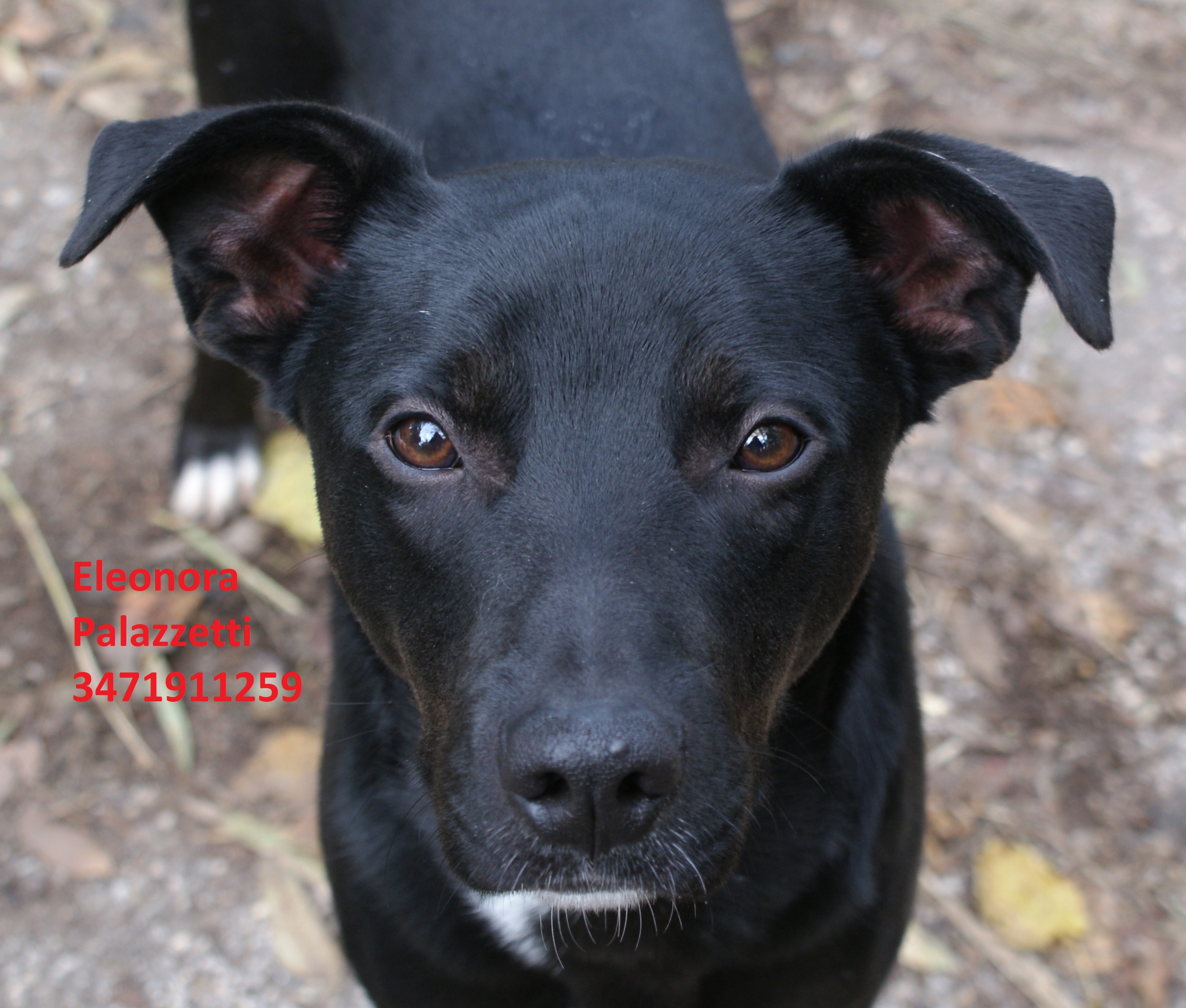 Nero piccolo 5.12.2019 n. 8
