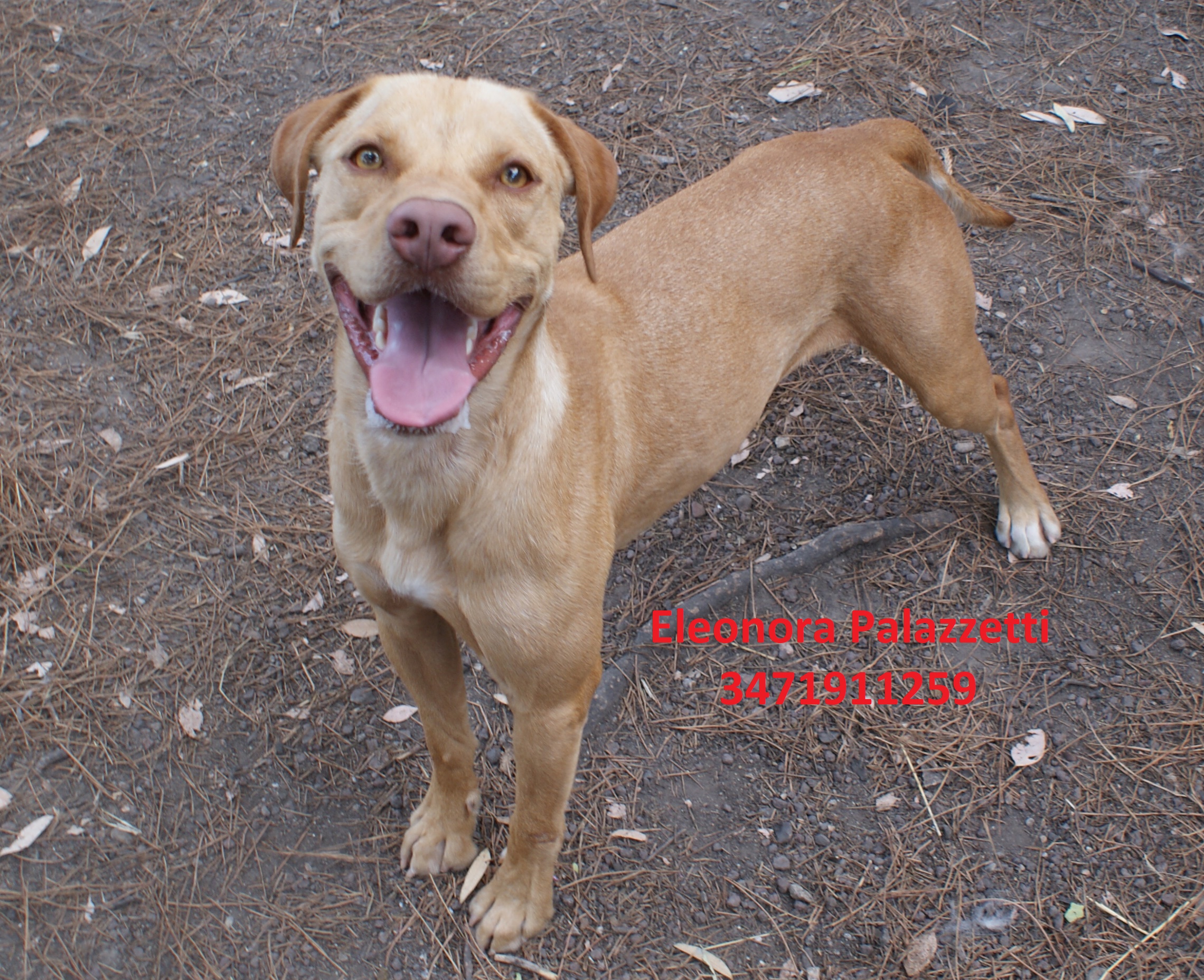 Oronzo Lorenzo 17.7.2020 n. 4