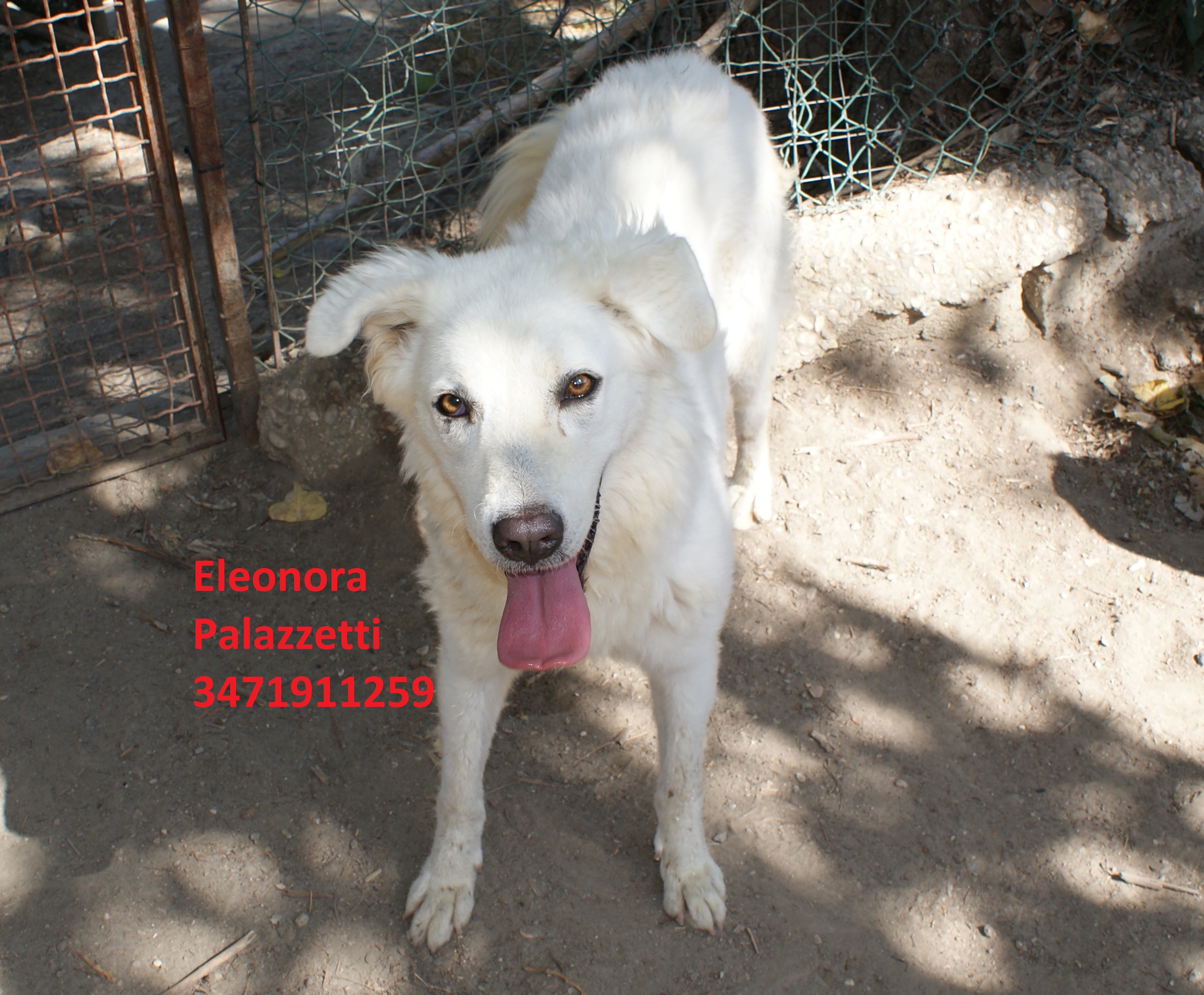 Penelope 31.7.2020 n. 1