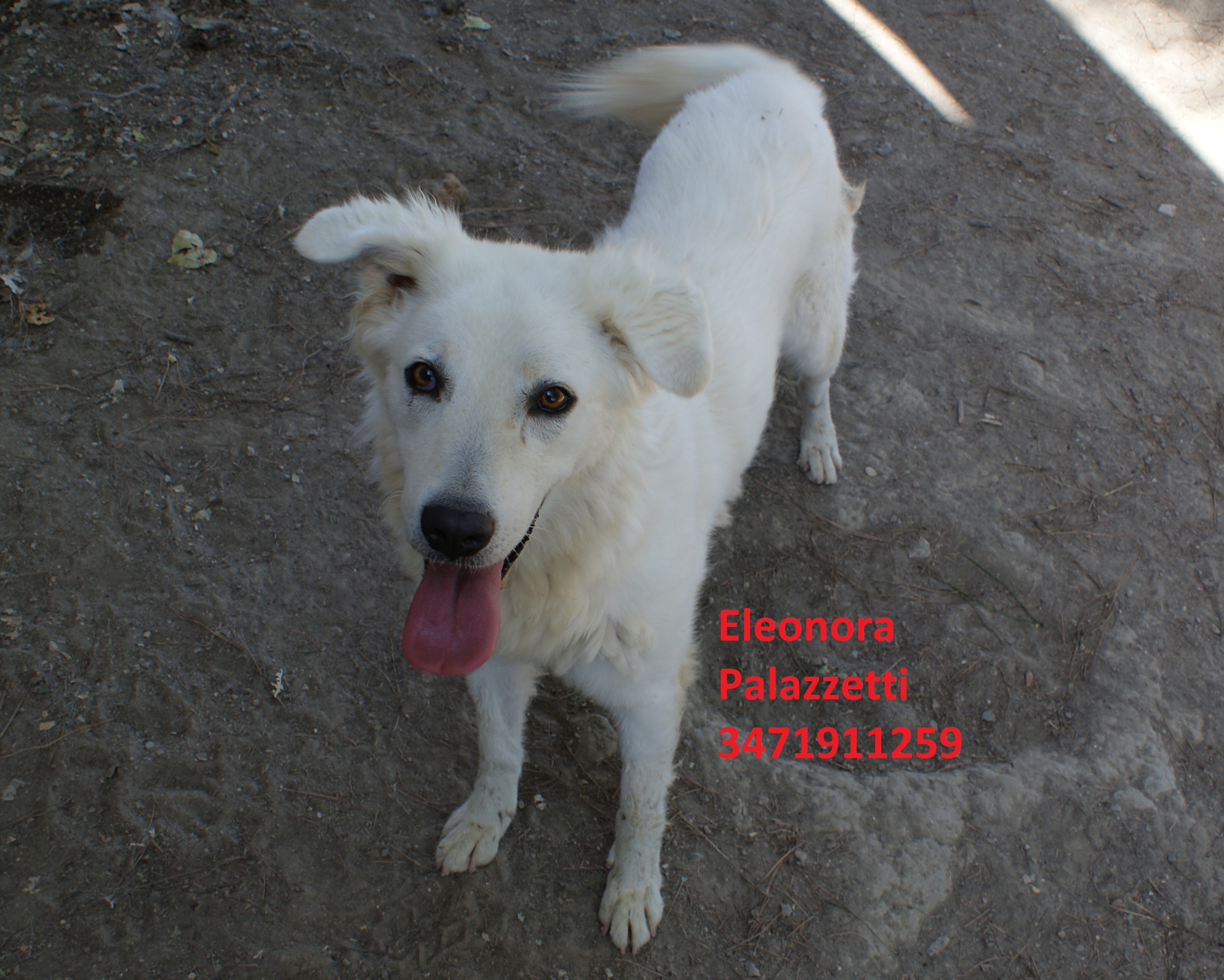 Penelope 31.7.2020 n. 7