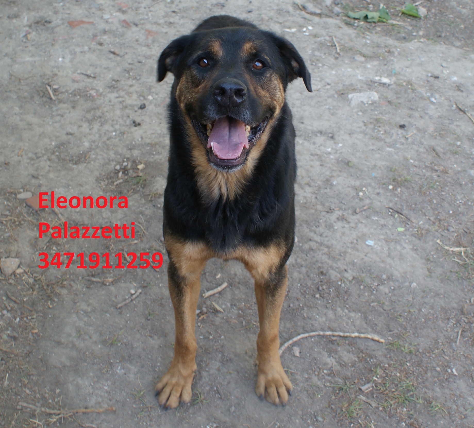 Rambo 15.7.2020 n. 2