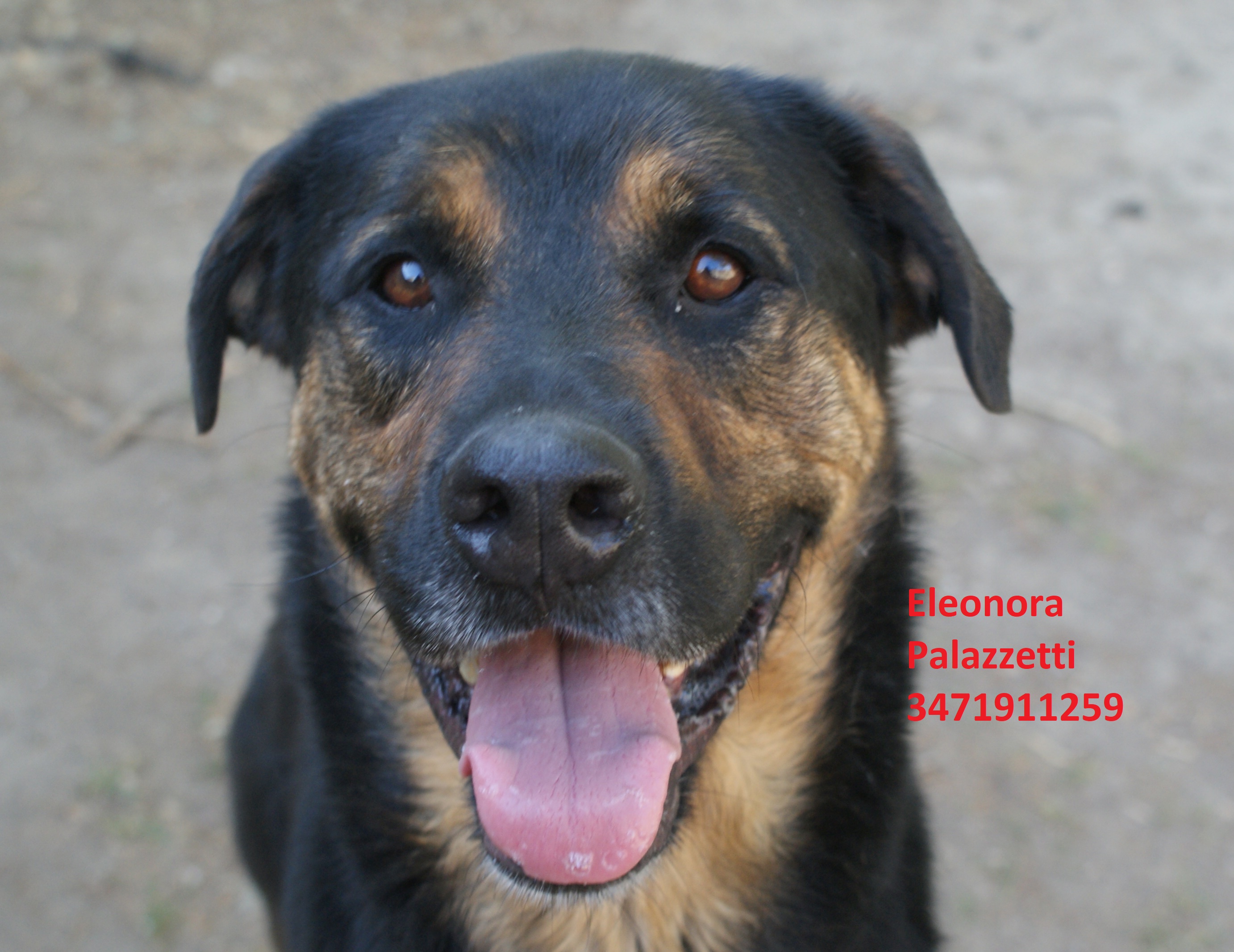 Rambo 15.7.2020 n. 5