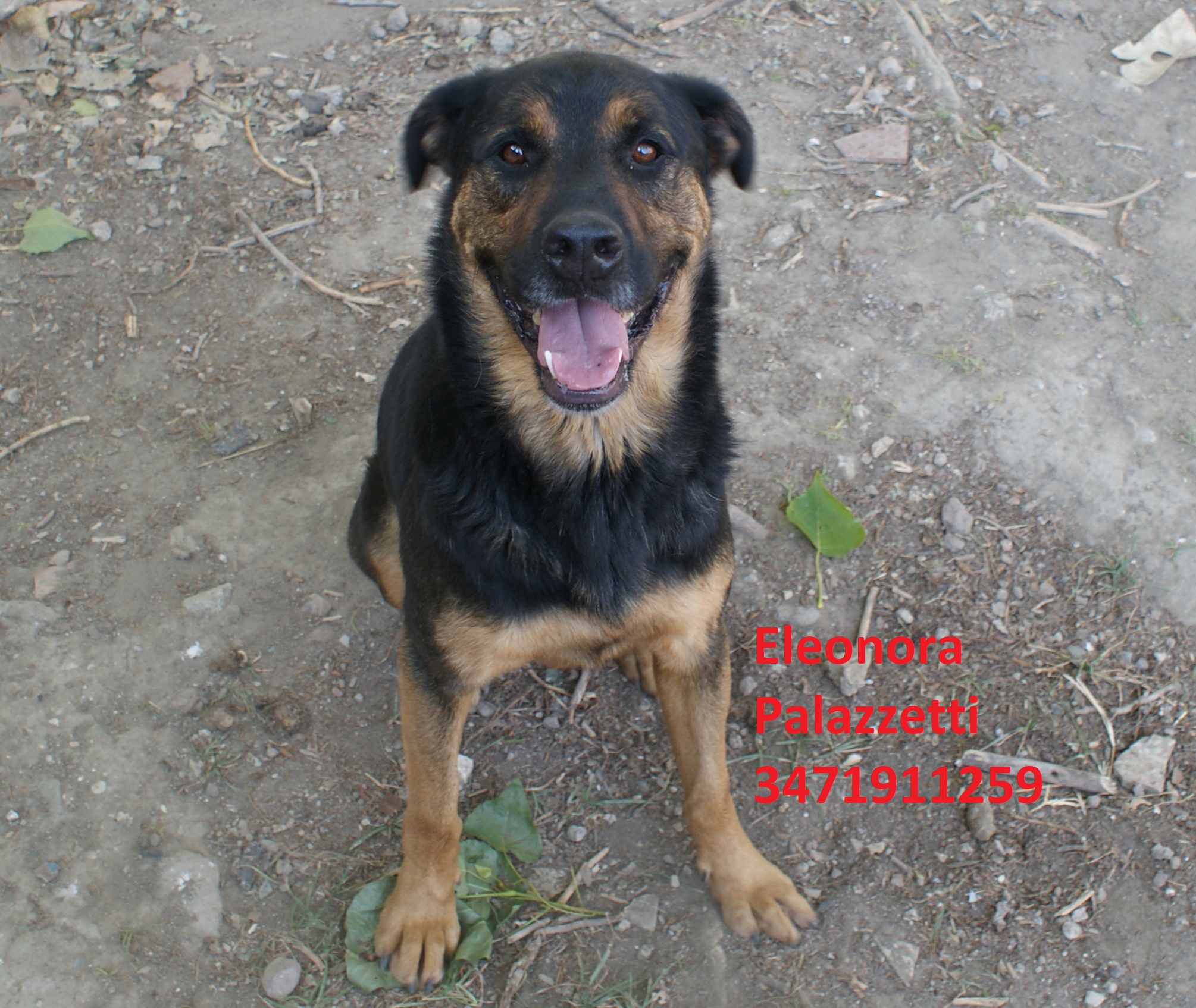 Rambo 15.7.2020 n. 9