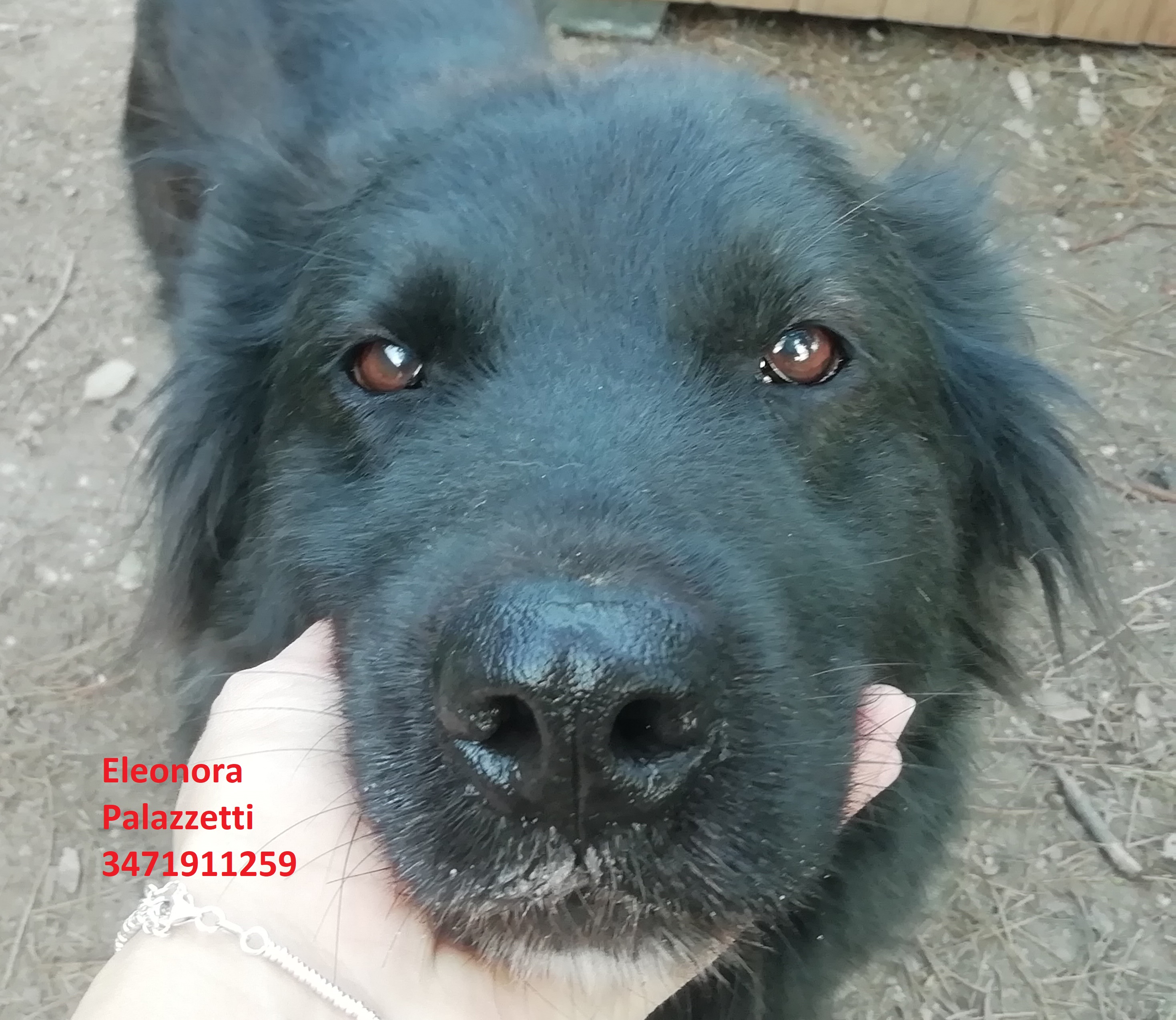 Ziva 5.11.2020 n. 3