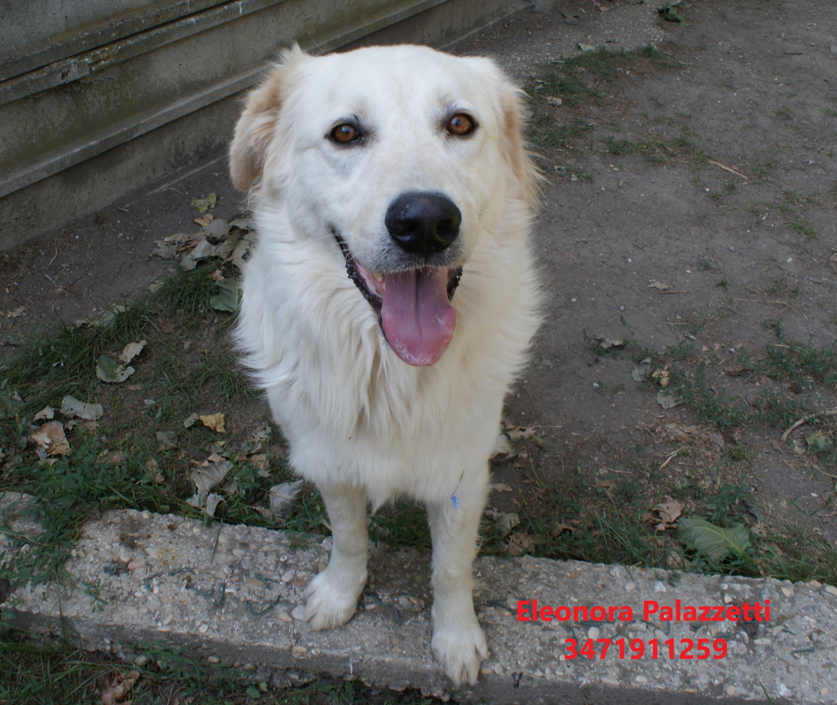 Tobia golden 23.7.2021 n. 5