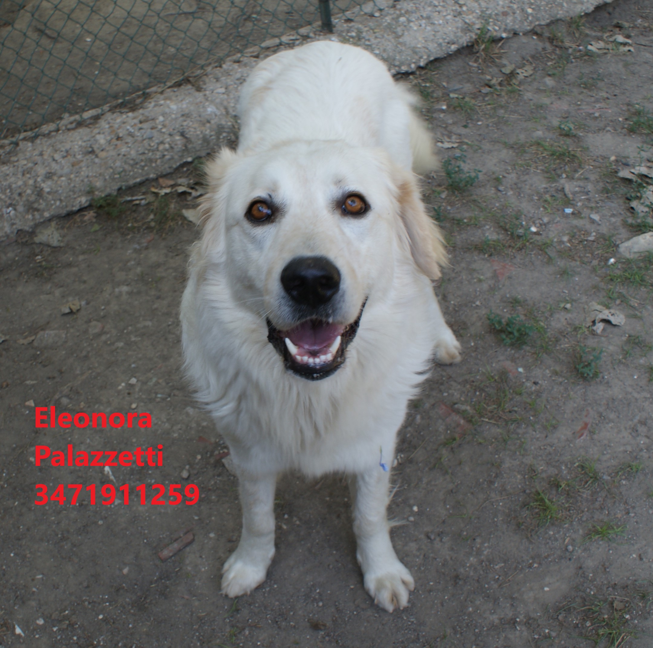 Tobia golden 23.7.2021 n. 9