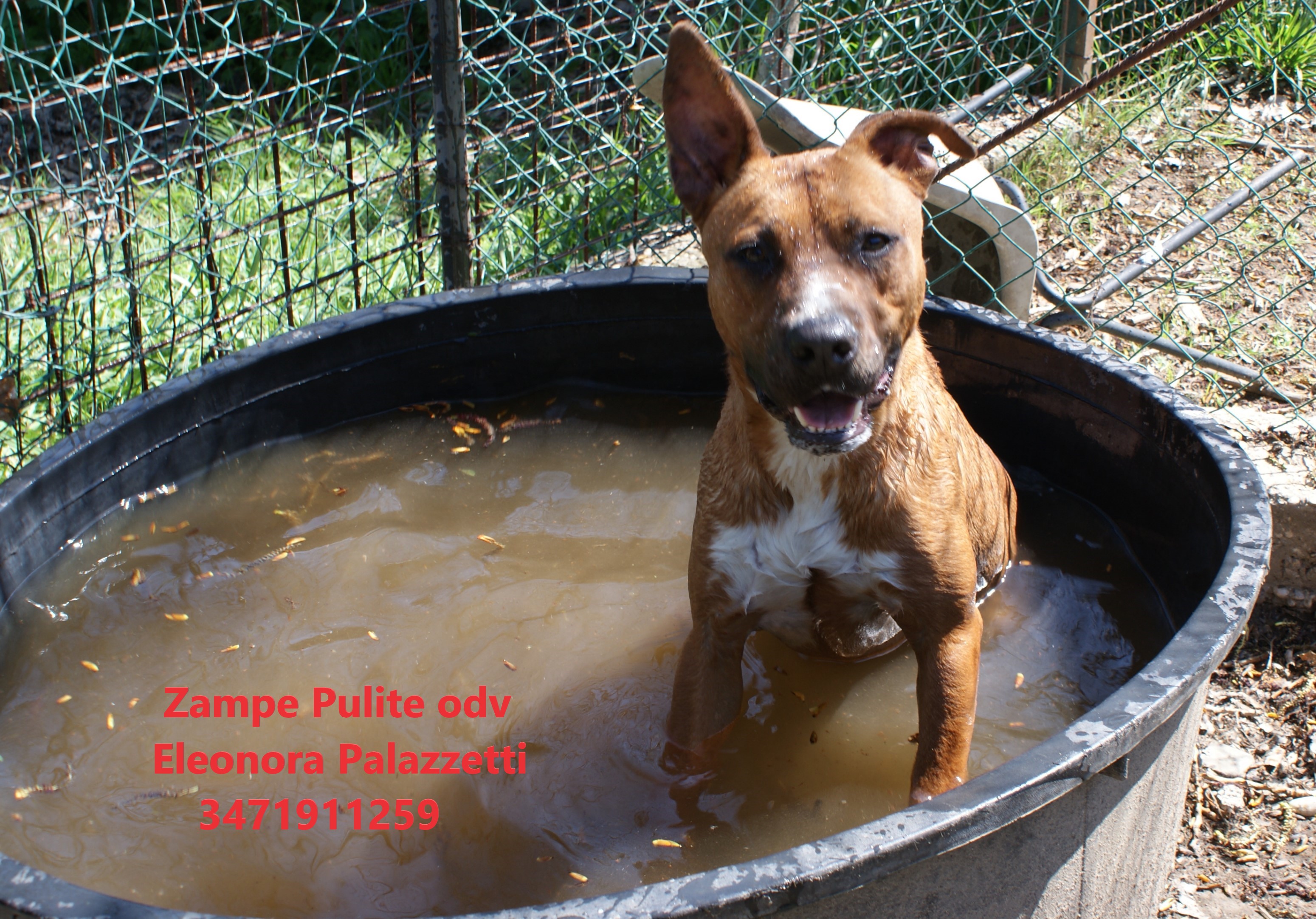 Ciccio pit 6.04.2023 n. 2