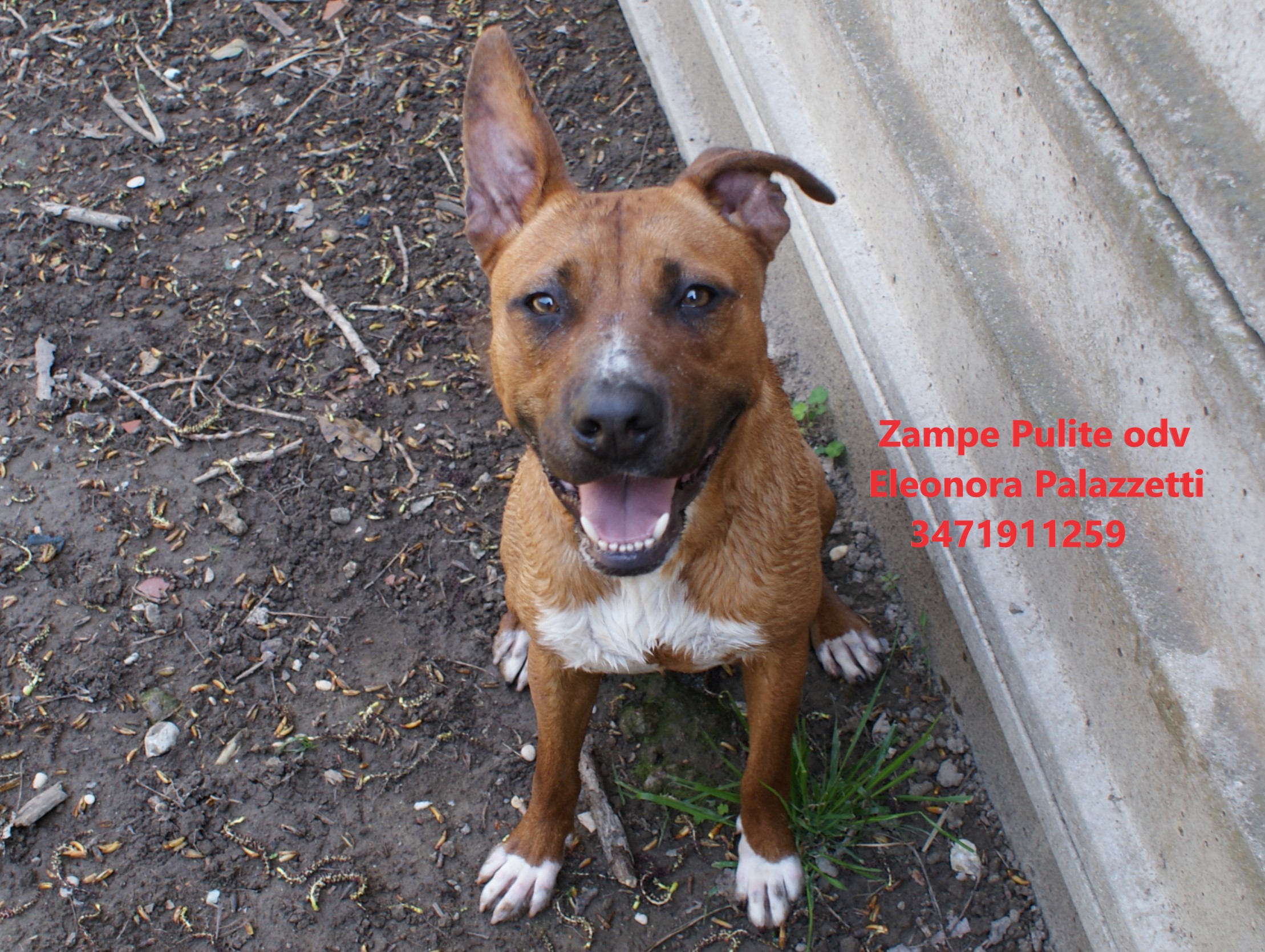 Ciccio pit 6.04.2023 n. 3