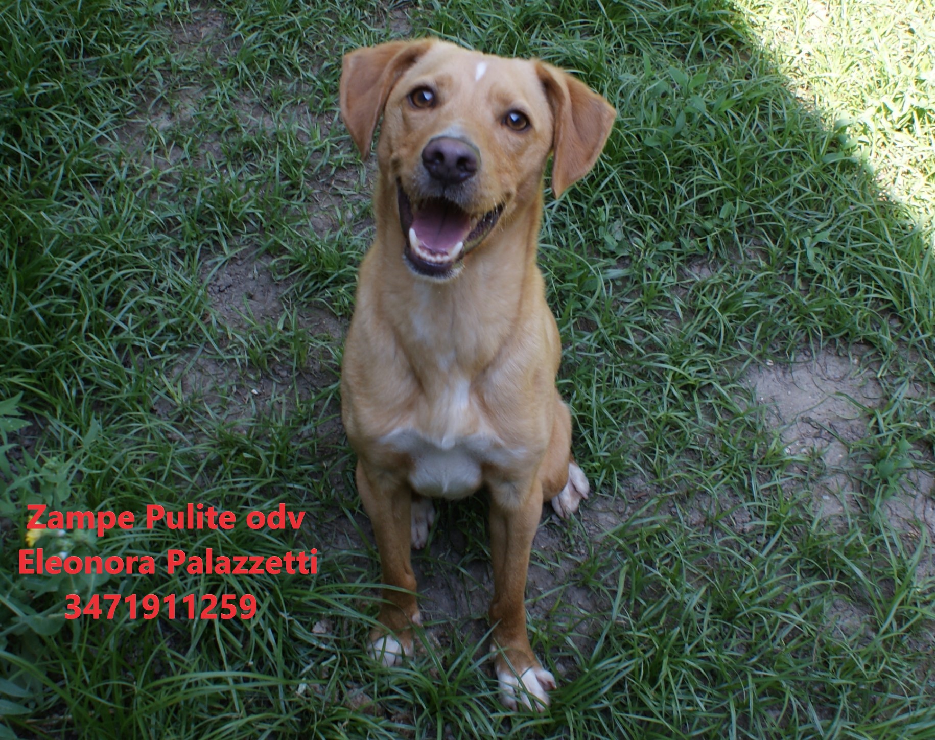 Cucciolo 9.05.2023 n. 1