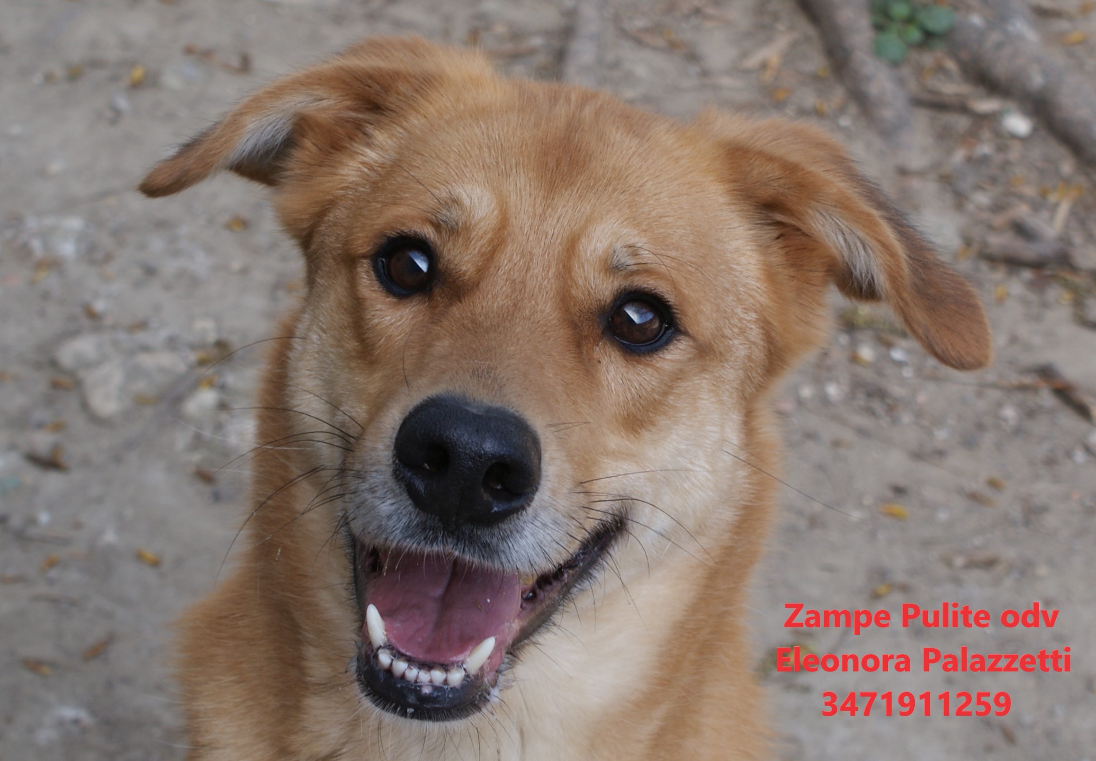 Simba 24.03.2023 n. 4