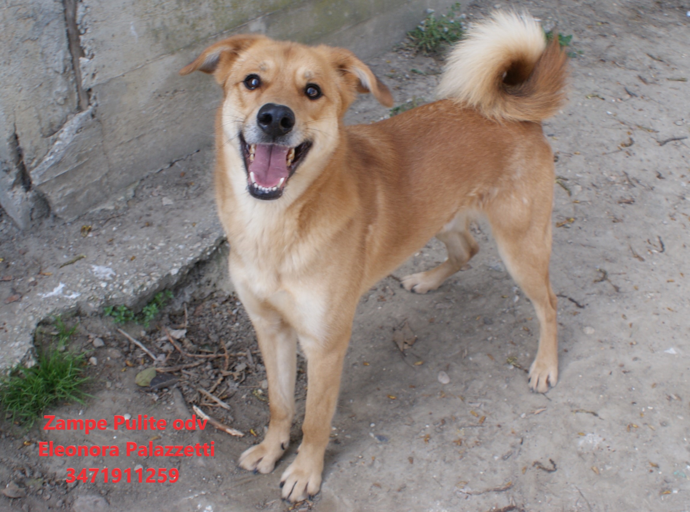 Simba 24.03.2023 n. 6
