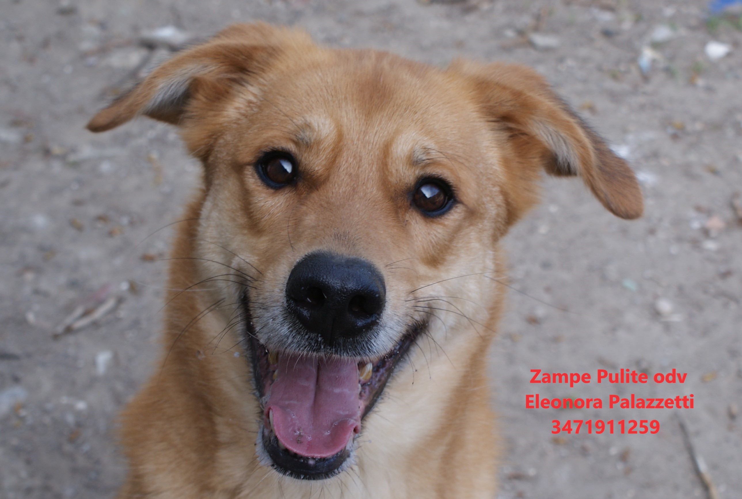 Simba 24.03.2023 n. 8