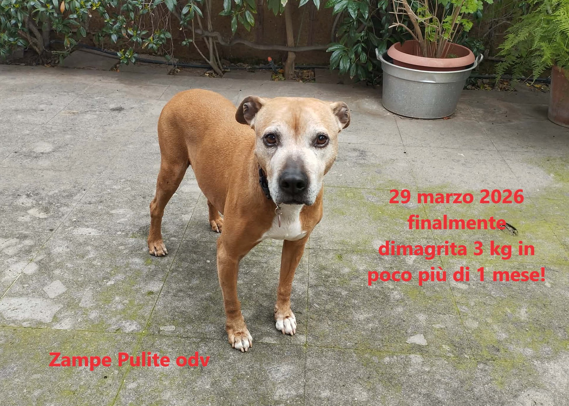Bulla 29.03.2026 n. 1