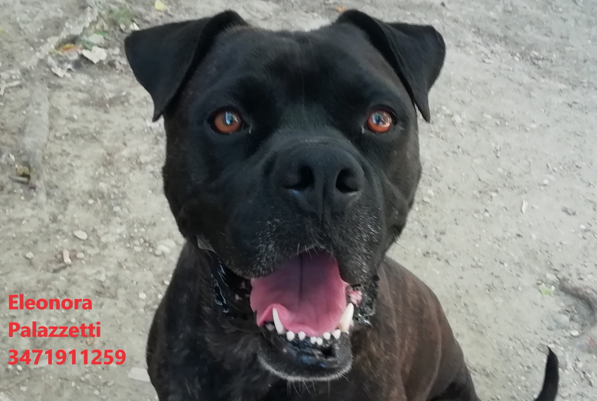 Ciro Dark 30.6.2021 n. 3