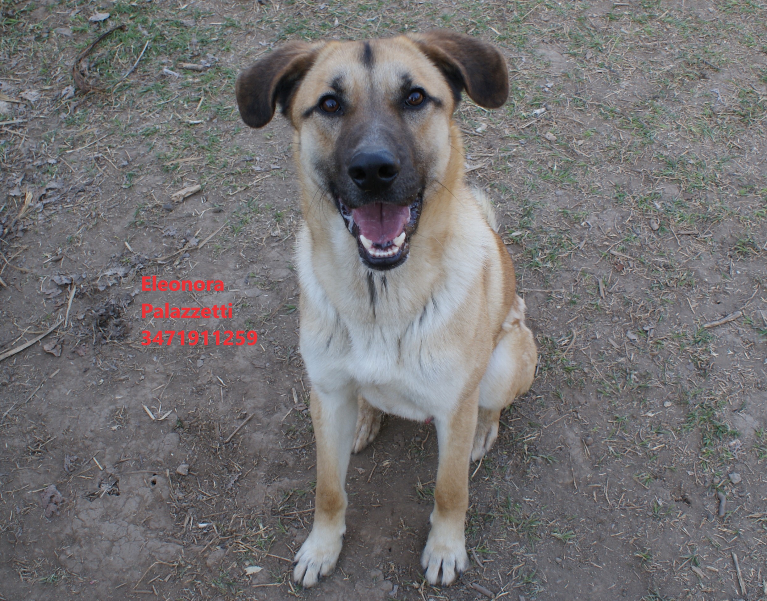 Jack beige 23.3.2022 n. 2