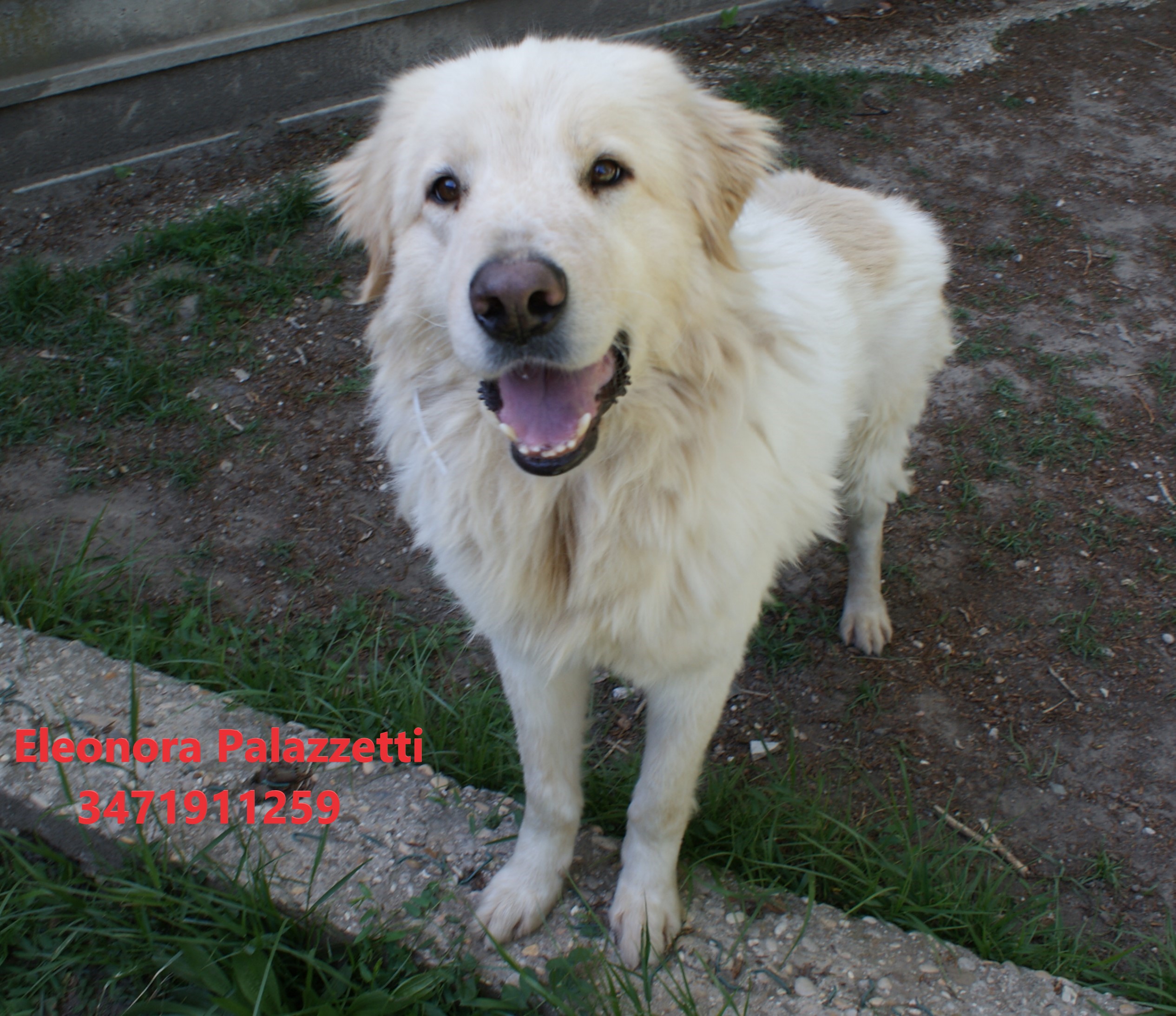 Lillo maremm. 28.4.2022 n. 10