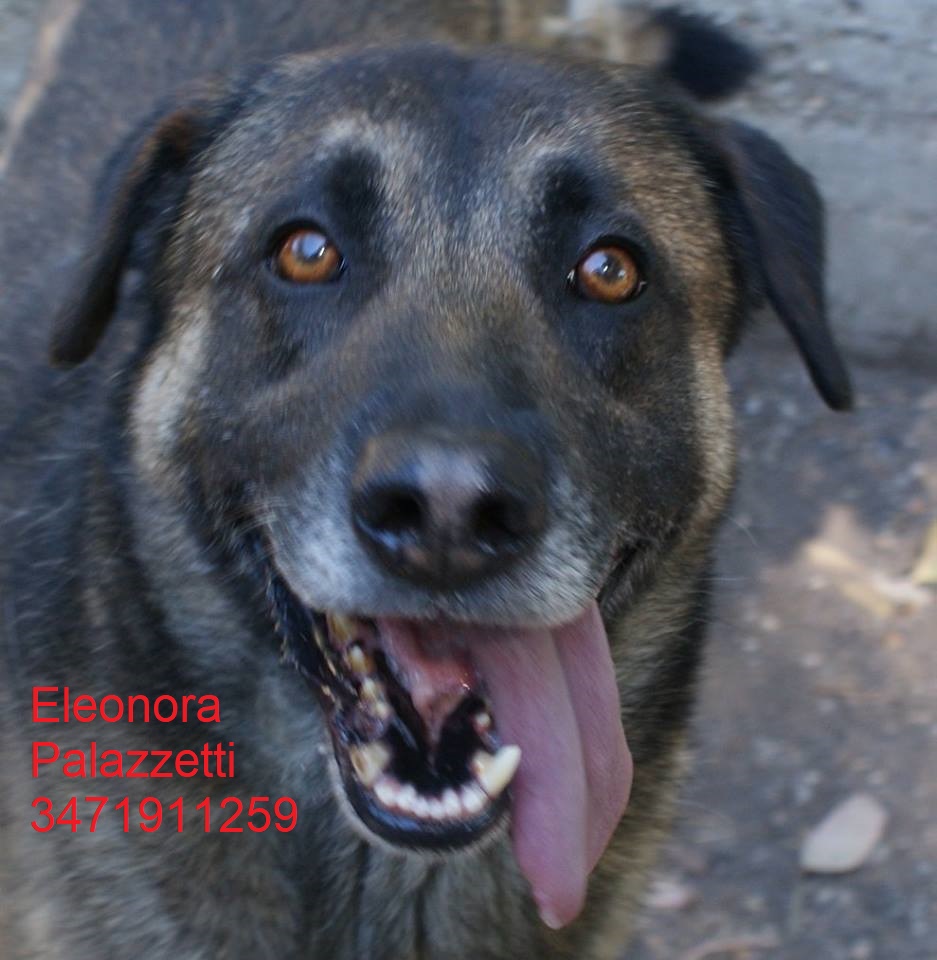 Lupo Alberto 2