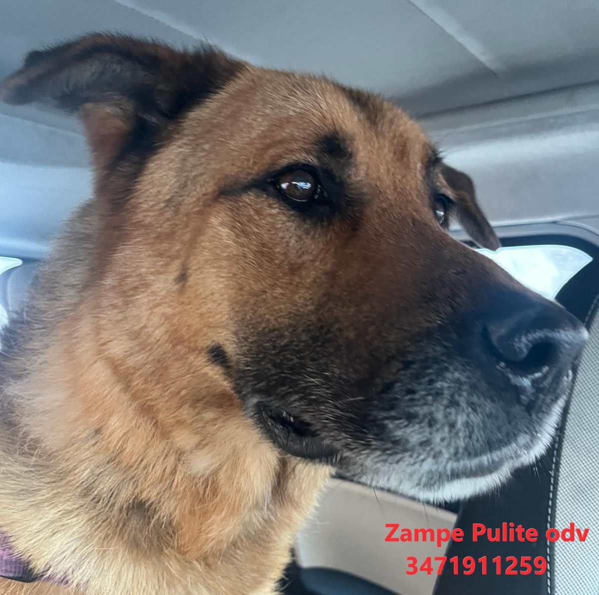 Lupo 20.02.2024 n. 2