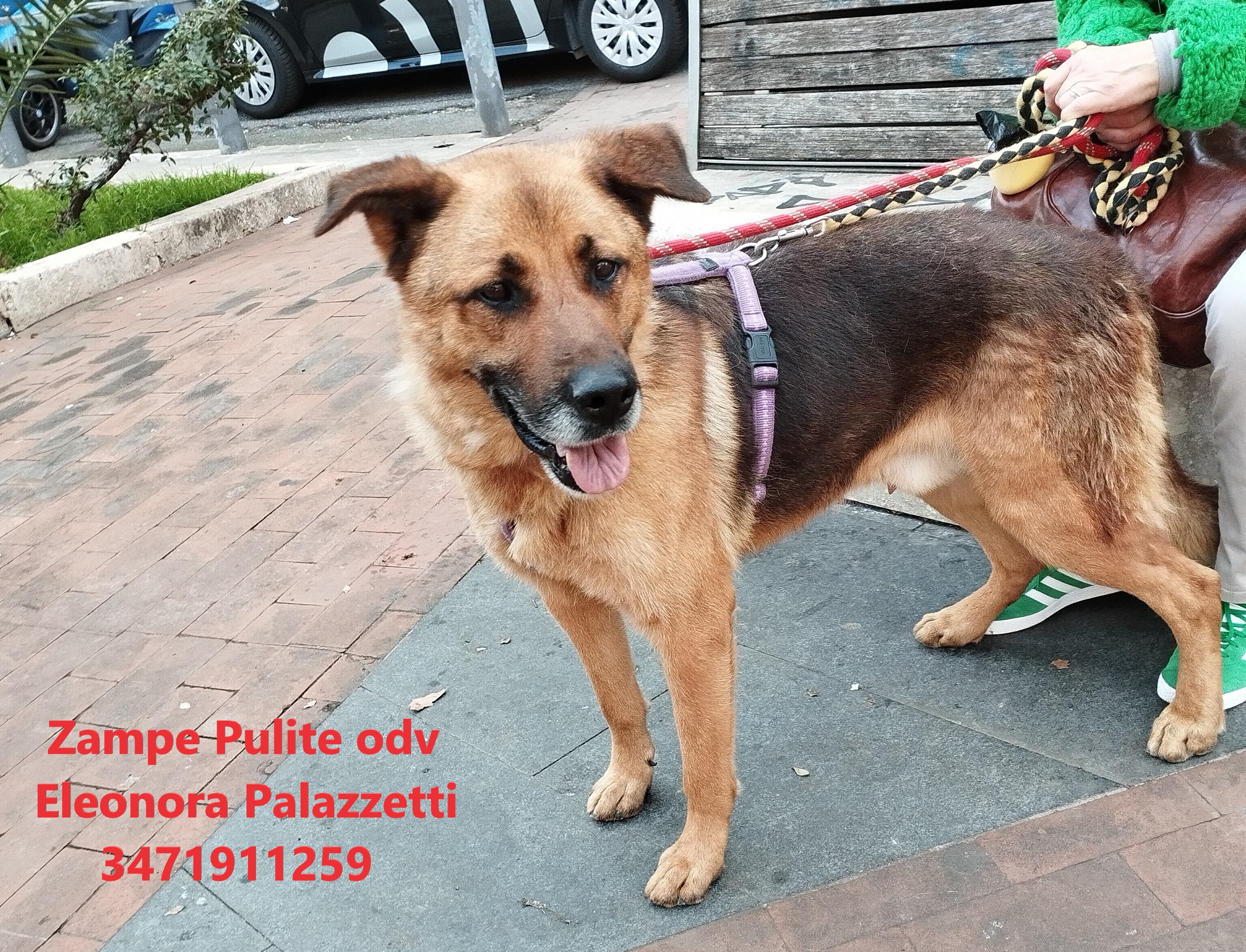 Lupo 20.02.2024 n. 6