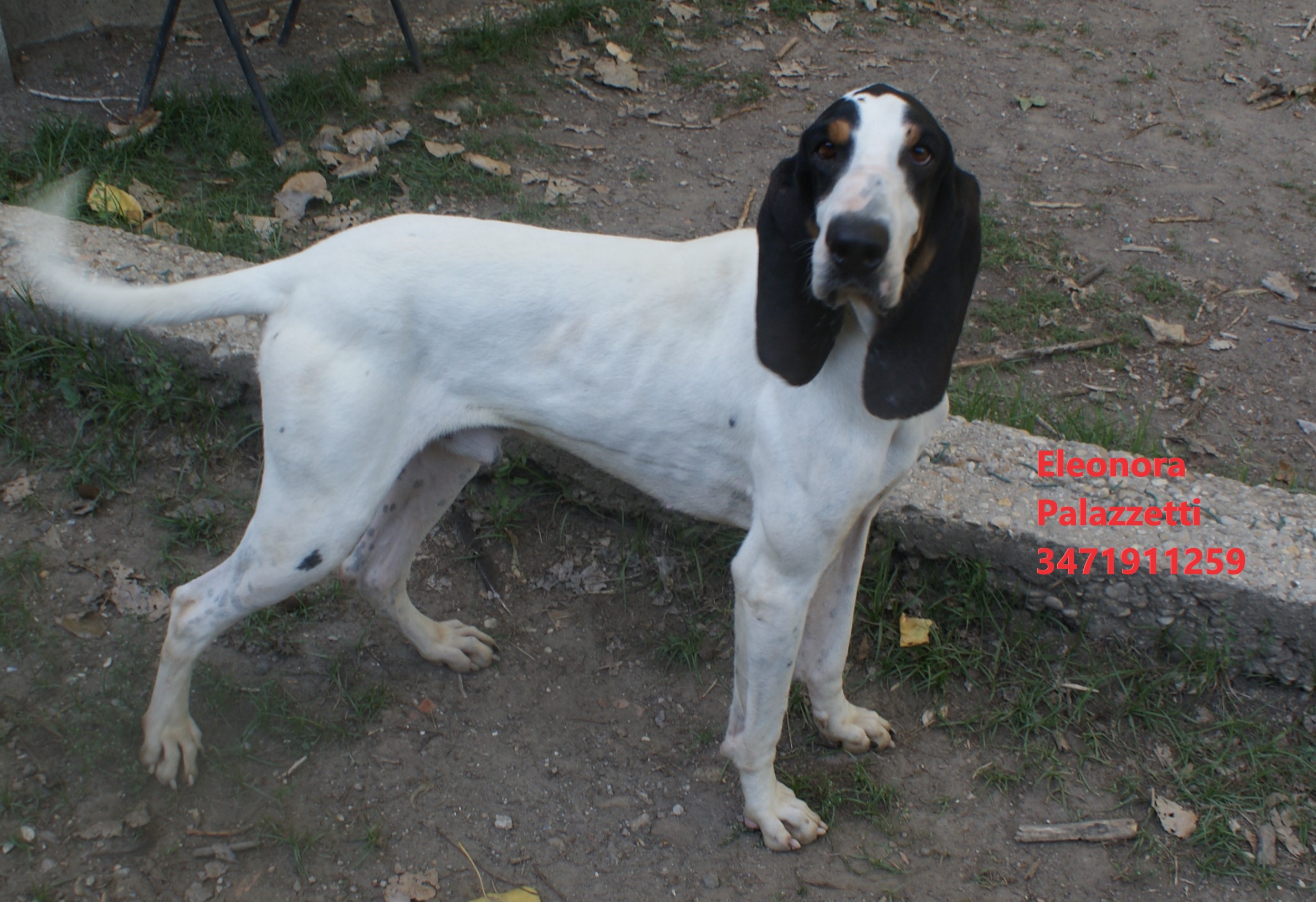 Poldo 20.10.2022 n. 4