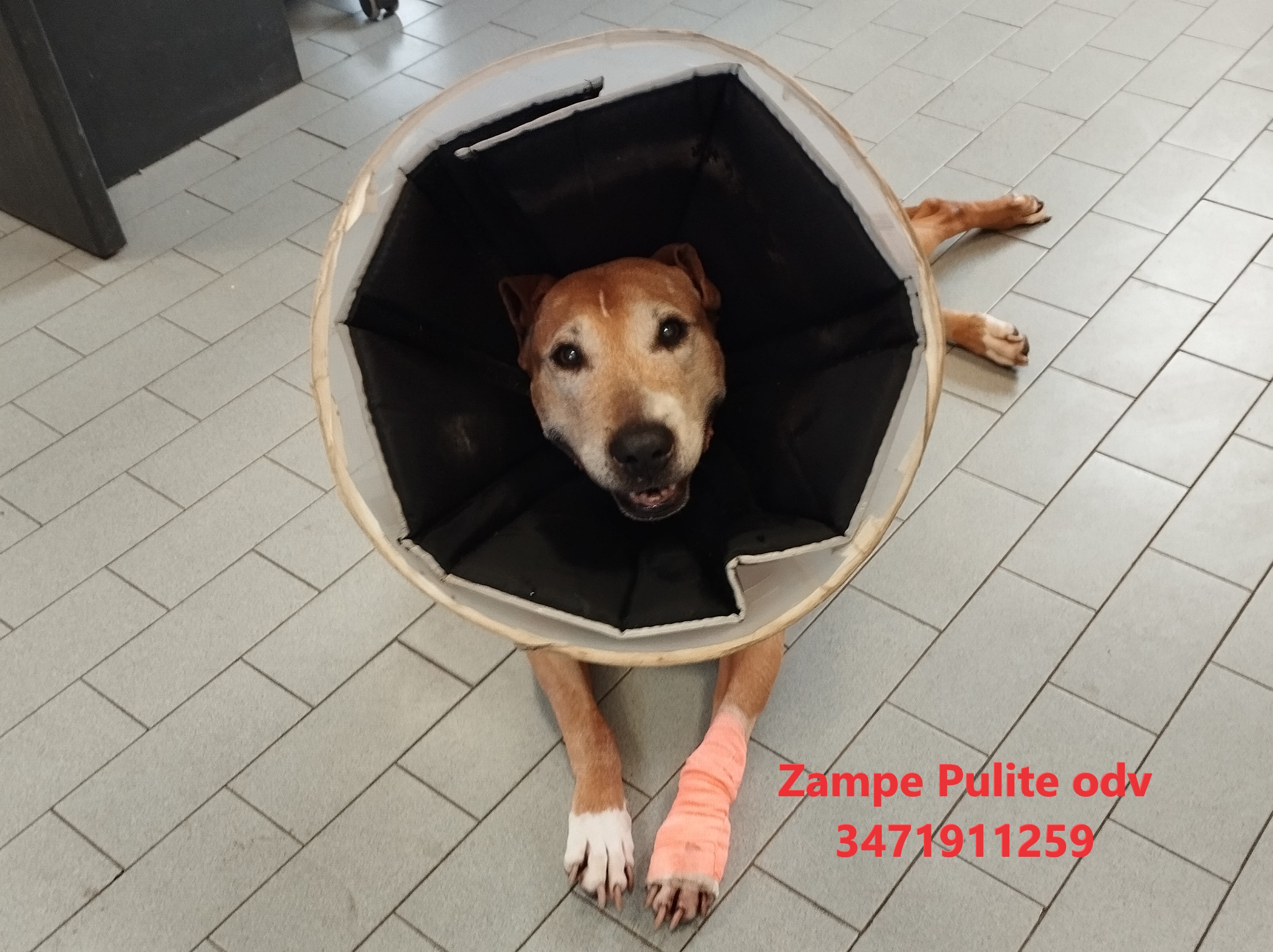 Zaia 28.01.2025 n. 3