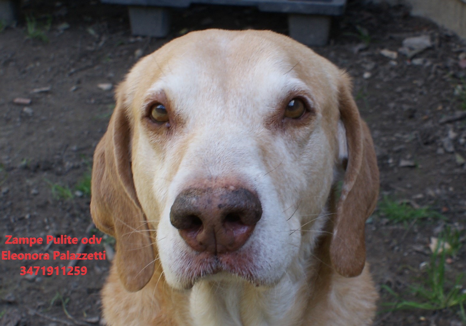 Camillo 26.03.2025 n. 3