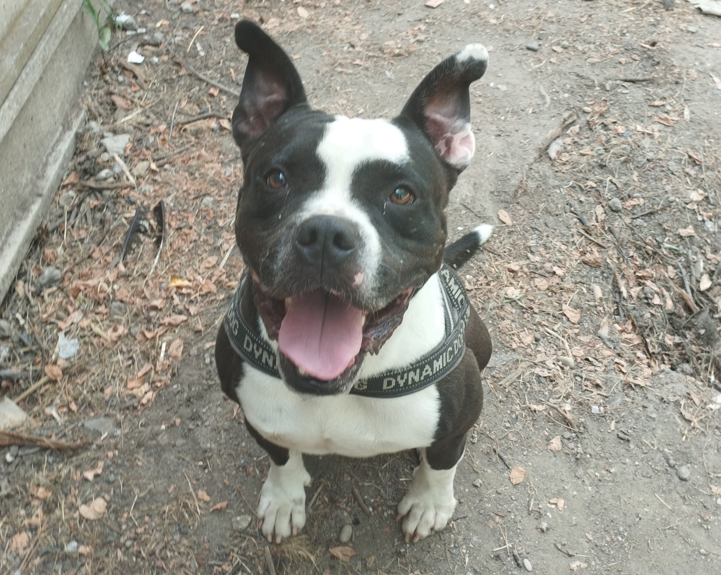 Gizmo 17.07.2025 n. 2