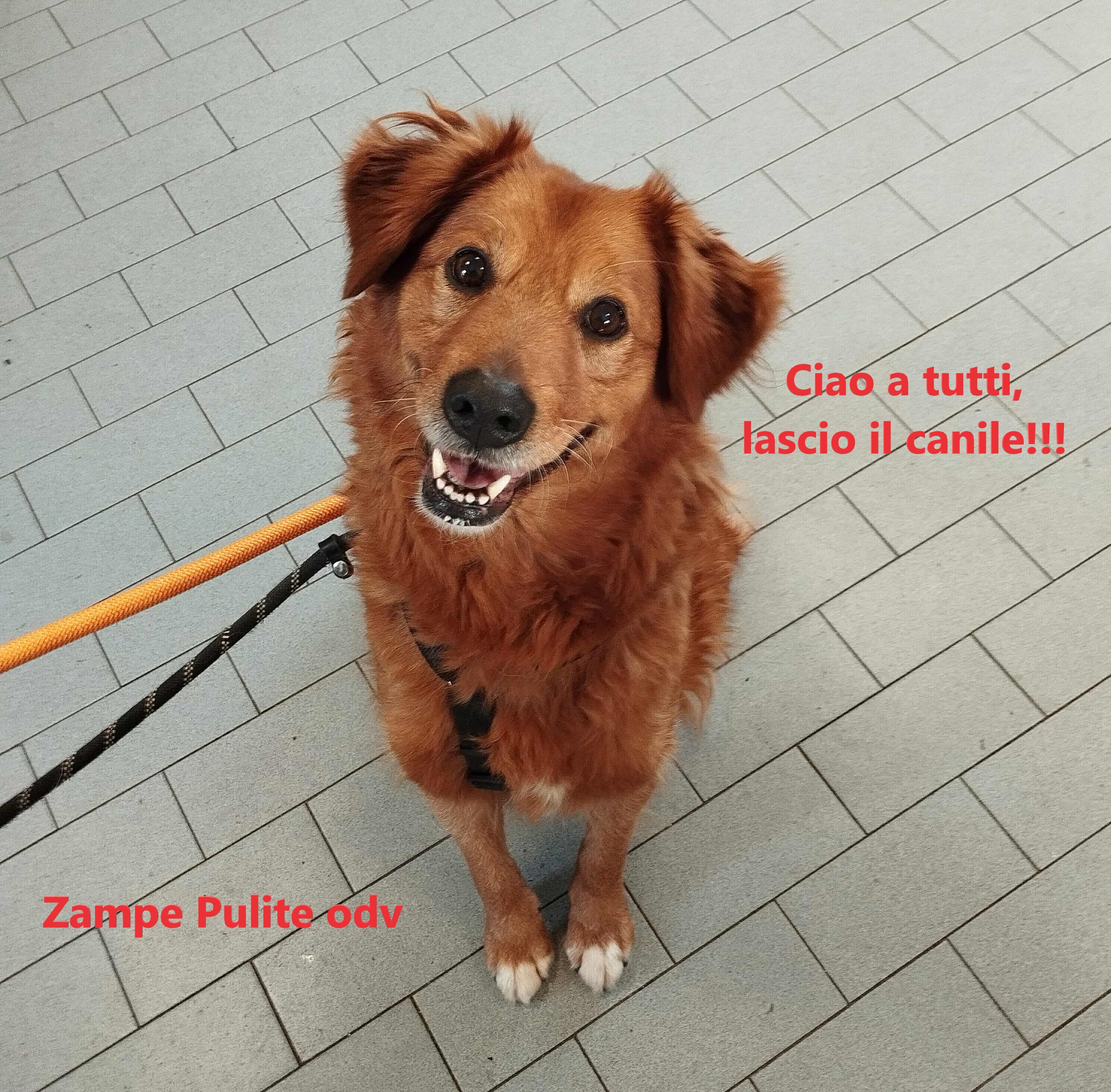 Laika 02.12.2025 n. 1
