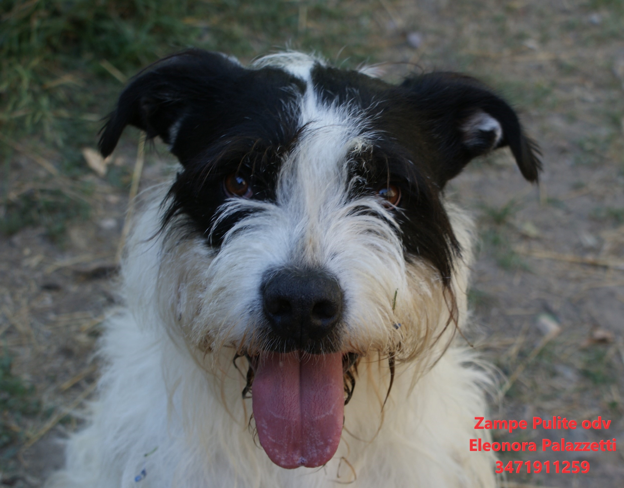 Watson 16.06.2026 n. 6
