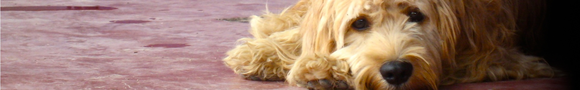 title_6a99afd61bc558925884071788456918