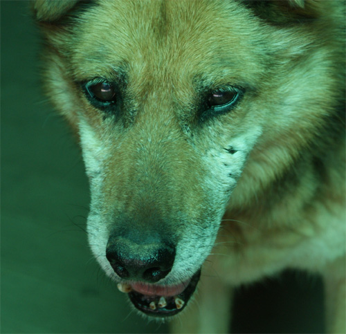 asia_11.05.2012_n._1.jpg