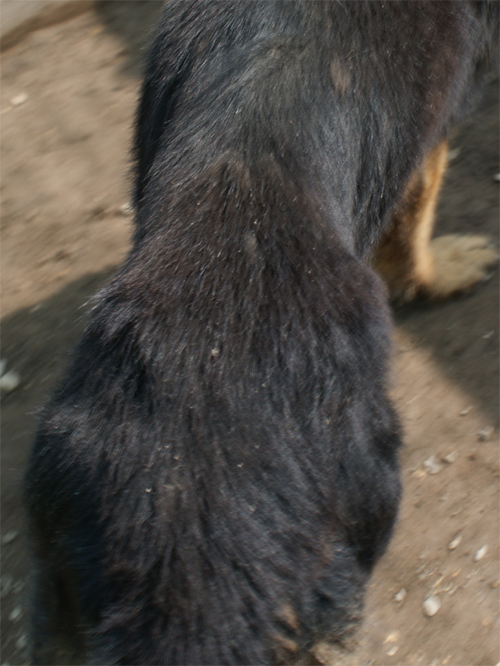 blacky_10.09.2012_n._2.jpg