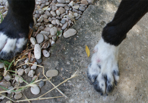 cameo_8.06.2012_n._4.jpg