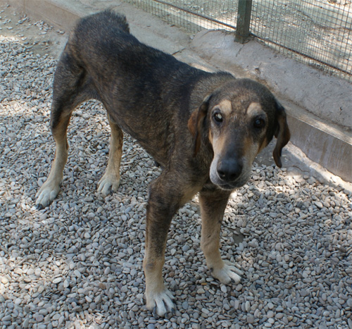 cesare_magno_16.07.2012_n._3.jpg