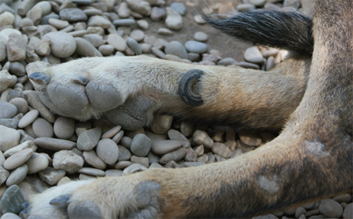 cesare_magno_16.07.2012_n._7.jpg