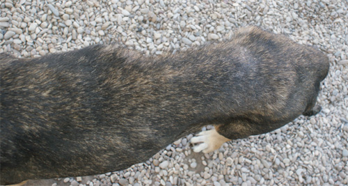 cesare_magno_28.08.2012_n._3.jpg