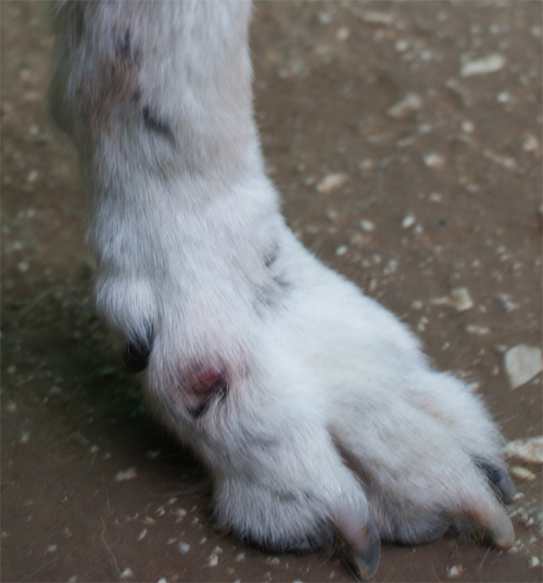 chicco_6.11.2012_n._1.jpg