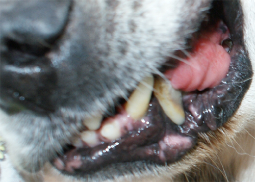 ciccio_6.11.2012_n._1.jpg