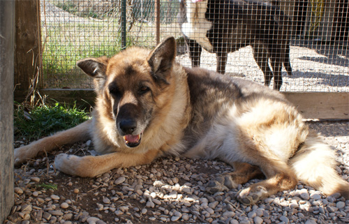 dermy_1.03.2012_n._1.jpg