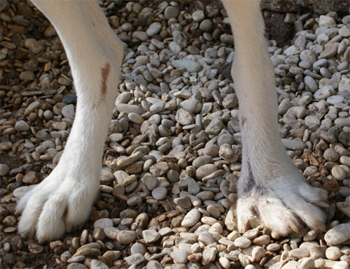 dick_24.10.2012_n._4.jpg