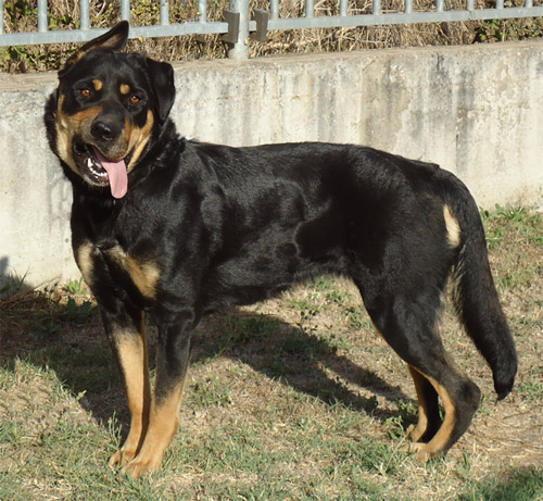 gea_muratella_2010.jpg