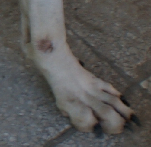 giorgia_6.07.2012_n._2.jpg