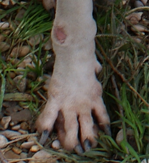 giorgia_6.11.2012_n._8.jpg