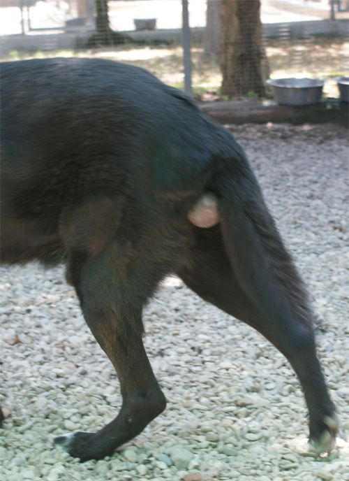 ikeo_16.07.2012_n._4.jpg