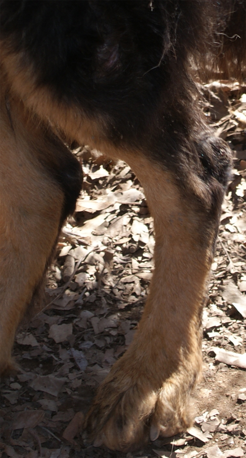 lupo_riccio_1.03.2012_n._1.jpg