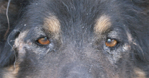 lupo_riccio_20.03.2012_n._2.jpg